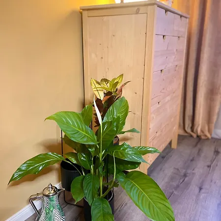 Terracotta - Zentral, Parken, Netflix, Kontaktloses Einchecken, Kingsize-bett